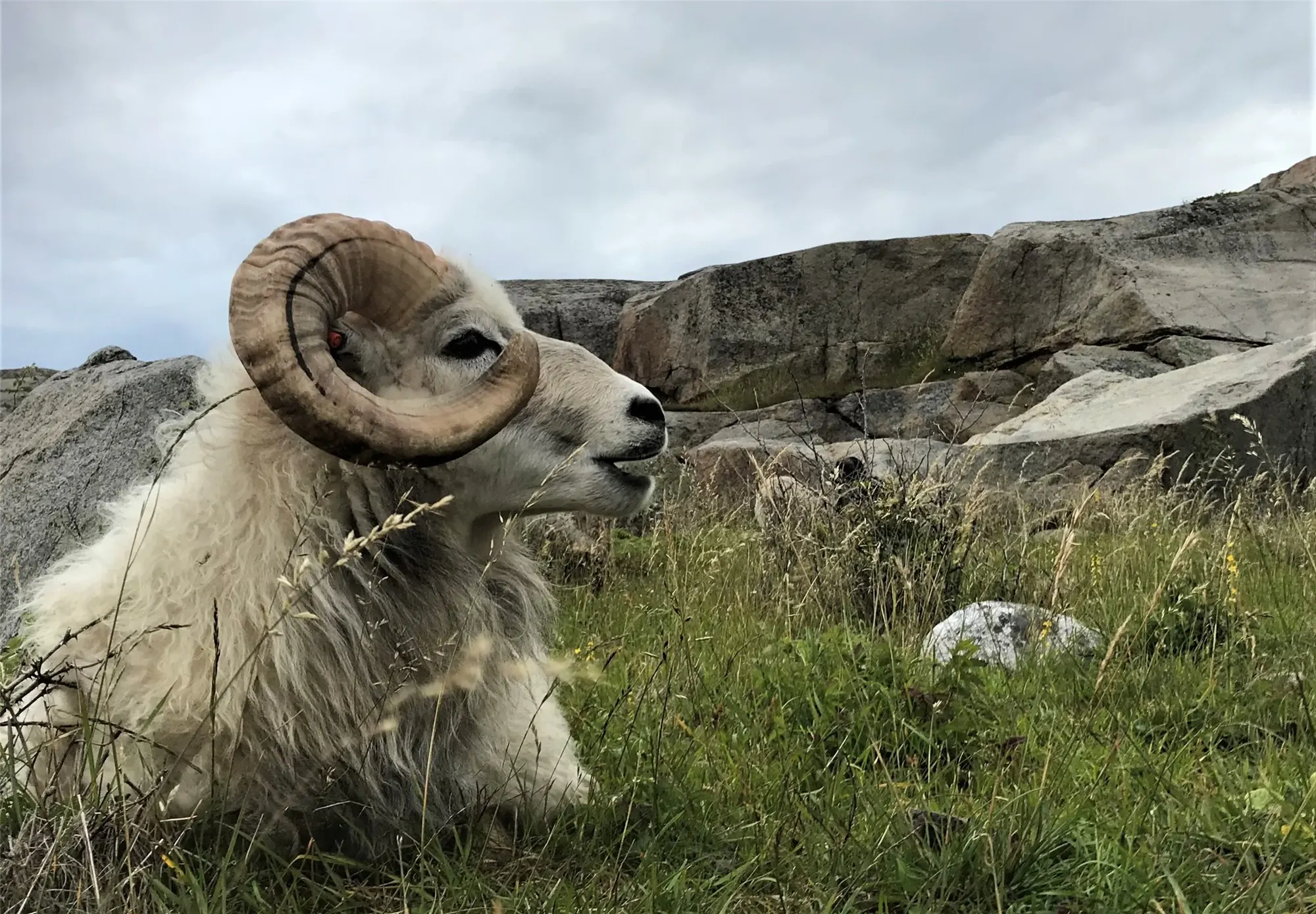 Færder Får